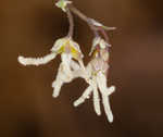 Southern meadow-rue